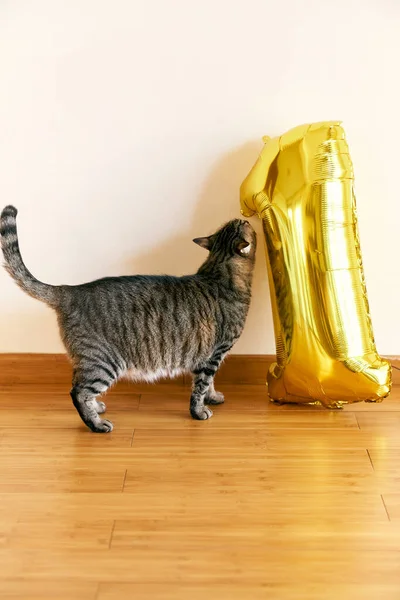 Grå tabby katt sniffar uppblåsbara nummer ett på golvet i rummet — Stockfoto