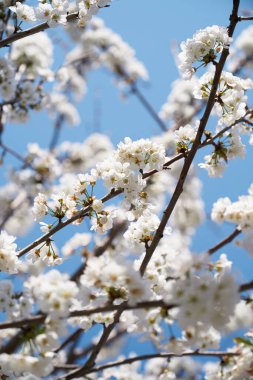 Ağaçların dalları mavi gökyüzüne karşı beyazlar içinde çiçek açar. Yakın plan.