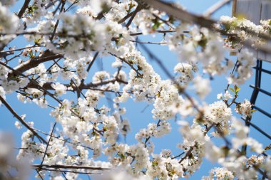 Parlak mavi gökyüzüne karşı çiçek açan ağaç dalları. Yakın plan.