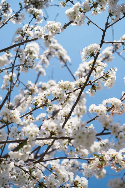 Mavi gökyüzüne karşı çiçek açan meyve dalları. Yakın plan.