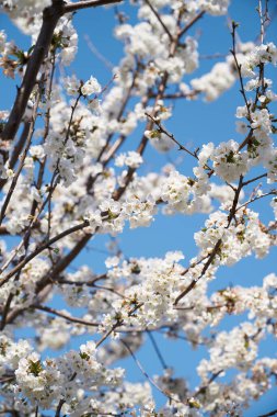Ağaçların dalları mavi gökyüzüne karşı beyaz çiçeklerle çiçek açıyor.