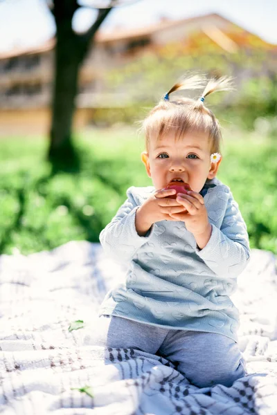 Gadis kecil duduk di atas selimut di rumput hijau dan menggigit apel — Stok Foto