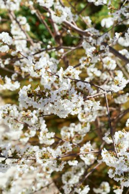 Bir meyve ağacının dalları beyaz çiçeklerle açar. Yakın plan.