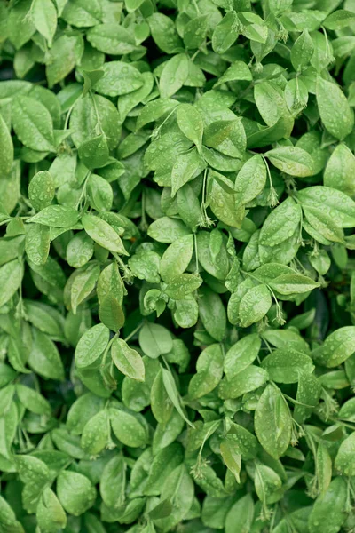 Gröna blad på en buske på nära håll — Stockfoto