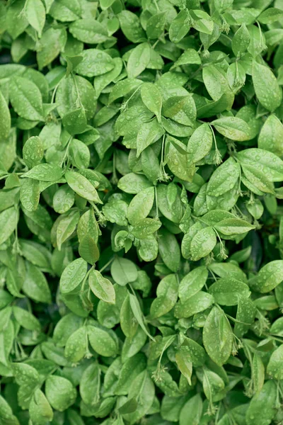 Folhas verdes em um arbusto perto — Fotografia de Stock