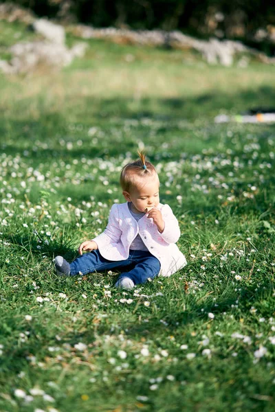 Carina bambina con una coda di cavallo in testa si siede su un prato verde tra margherite bianche e rode un chip di frutta — Foto Stock