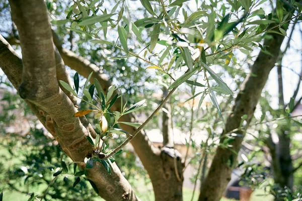 Grande albero con foglie verdi sui rami. Primo piano — Foto Stock