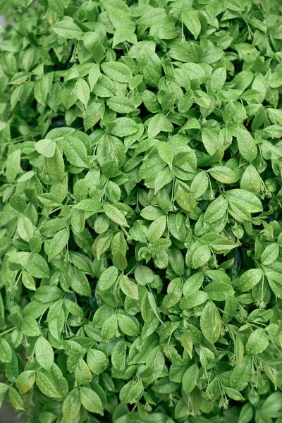 Arbusto verde brilhante com folhagem densa — Fotografia de Stock