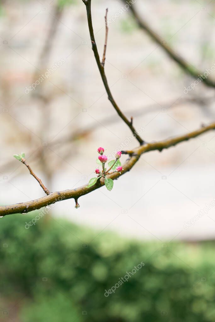Pink buds on a peach tree branch