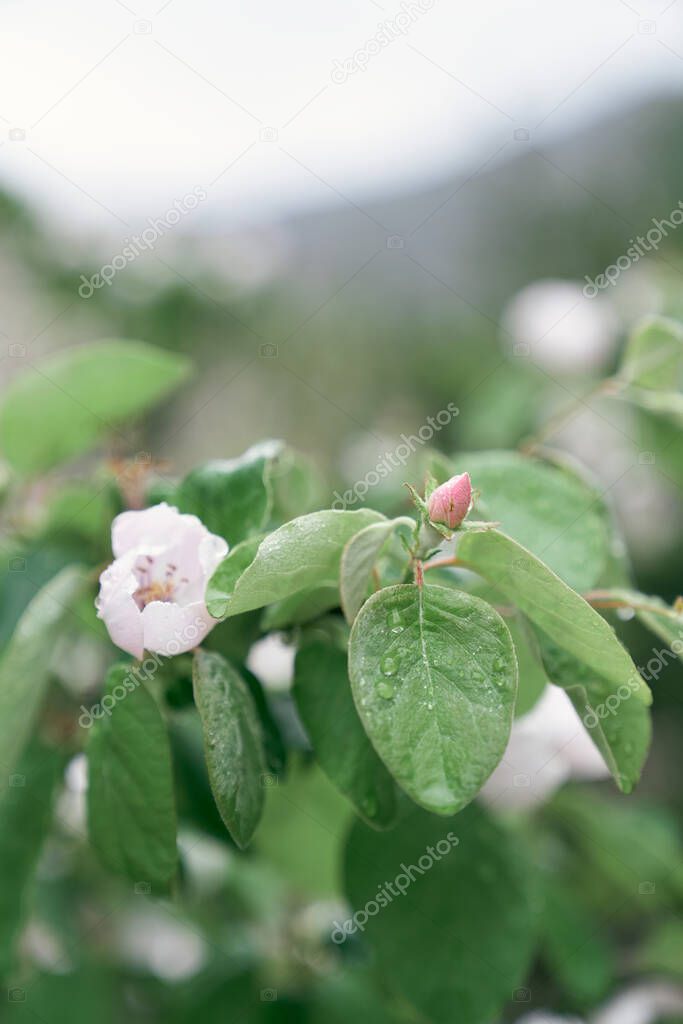 Quince tree buds among green leaves