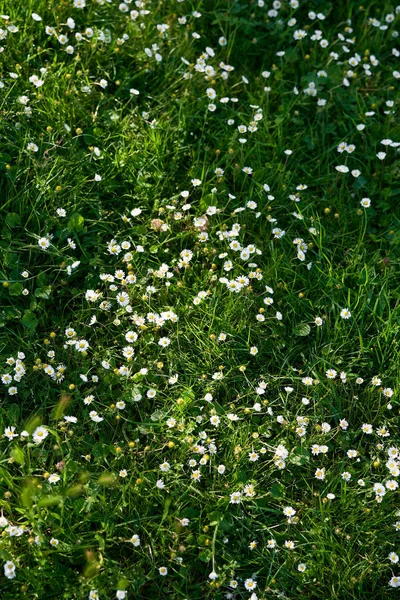 Grön gräsmatta med vita prästkragar närbild — Stockfoto