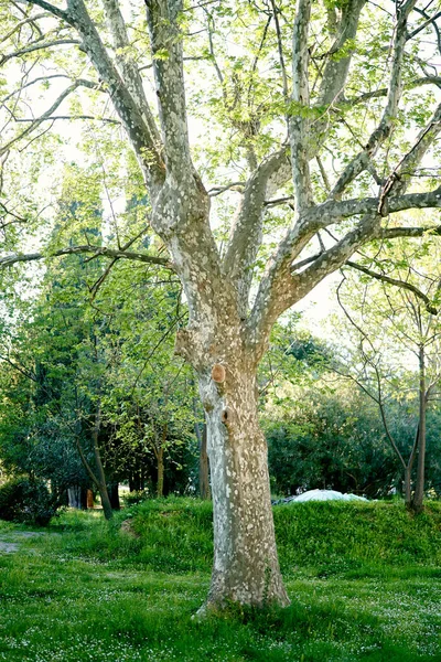 Sprawling plane tree on a green lawn — Stock Photo, Image