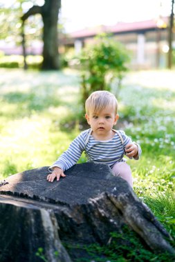 Çocuk büyük yaşlı bir ağaç kütüğünün yanındaki yeşil çimenlikte oturuyor.
