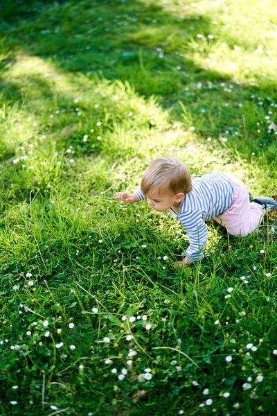 Kind krabbelt auf grünem Rasen zwischen weißen Blumen — Stockfoto