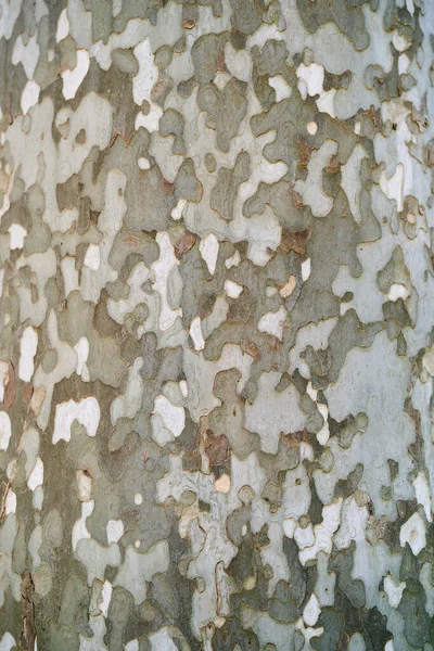 Kamuflaj uçağı ağaç kabuğu. Makro — Stok fotoğraf
