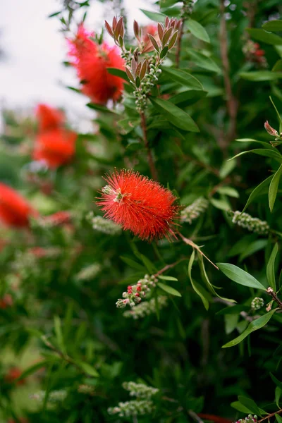 Piros Callistemon virágok egy zöld bokorban. Közelkép — Stock Fotó