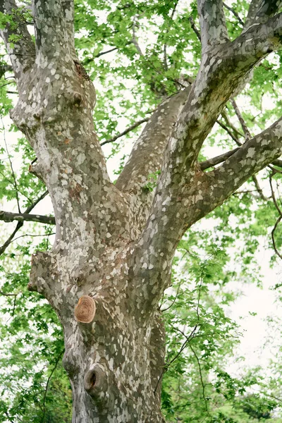 Green branches of an old plane tree. Close-up — Stock Photo, Image