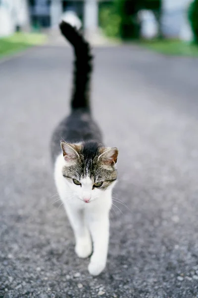 Tabby gato blanco camina sobre el asfalto. Primer plano — Foto de Stock