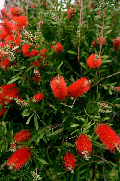 Rode kallistemon bloemen op een uitgestrekte groene struik — Stockfoto