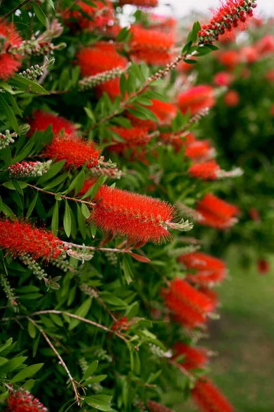 Grote rode callistemon bloemen op een groene bush — Stockfoto