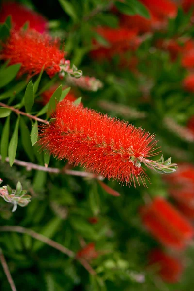 Rode callistemon bloem tussen groen blad. Close-up — Stockfoto