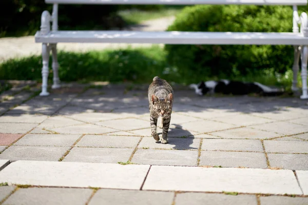 Gris gato tabby camina sobre una baldosa contra el fondo de un banco blanco en un parque verde — Foto de Stock
