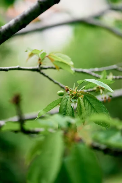 Bayas de cereza verdes en una rama de árbol entre las hojas —  Fotos de Stock