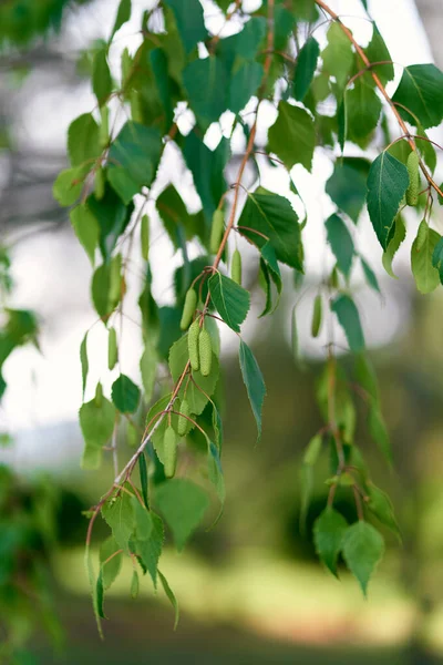 Large birch catkins between green leaves on branches — Stock Photo, Image