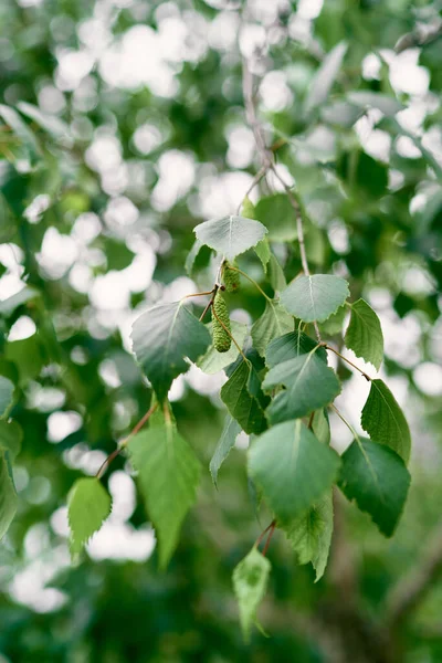 Green birch leaves with catkins on a branch — Stock Photo, Image