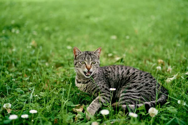 Grå tabby katt ligger på en blomsteräng — Stockfoto