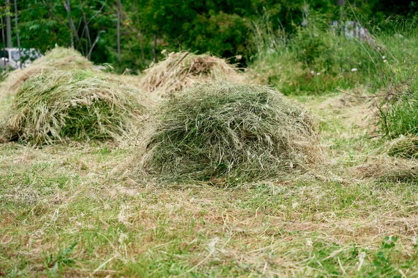 Haystacks mentira em um gramado verde perto de arbustos — Fotografia de Stock