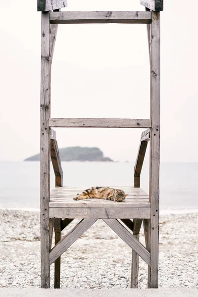 Кот Тэбби спит на деревянном пирсе на галечном пляже — стоковое фото