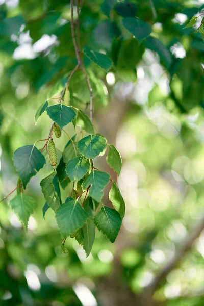 Green birch branches with catkins on them — Stock Photo, Image