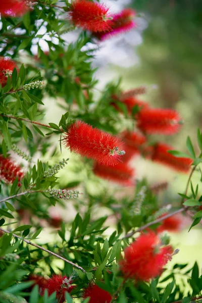Kırmızı callistemon çiçekleri yeşil bir çalıda — Stok fotoğraf