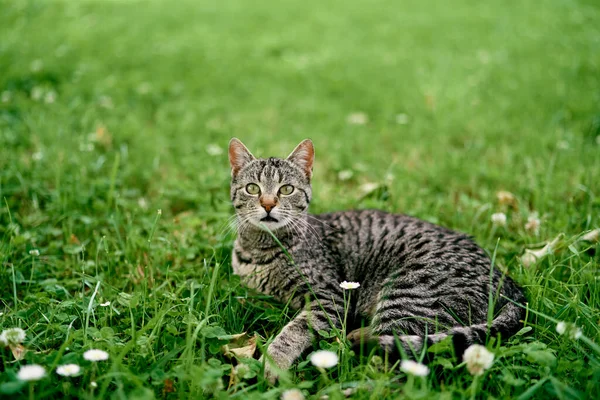 Atento gato gris tabby se encuentra en un prado de flores — Foto de Stock