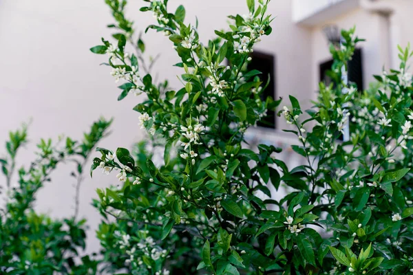 Blommande mandarin träd på bakgrunden av byggnaden — Stockfoto