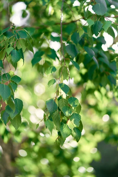 Green leaves on birch branches in spring — Stock Photo, Image