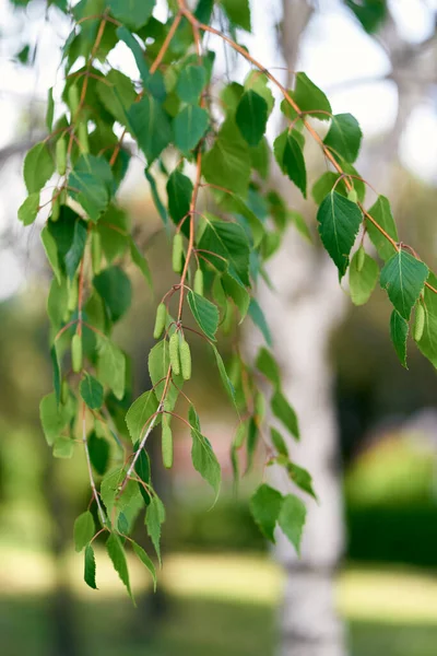 Birch catkins and green leaves on branches — Stock Photo, Image