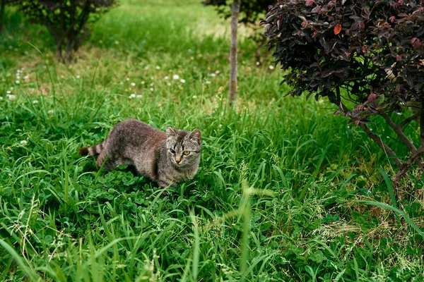 Gris tabby gato stands en verde hierba cerca un barberry arbusto — Foto de Stock