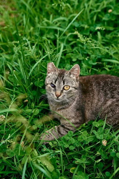 Gris tabby tuerto gato se encuentra en verde hierba — Foto de Stock