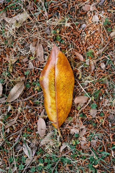 Hoja amarilla se encuentra en el suelo en la hierba y los amentos de abedul — Foto de Stock