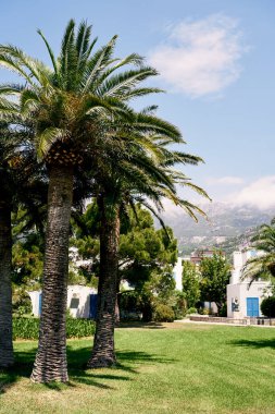 Bahçede yeşil hurma ağaçları yetişir.