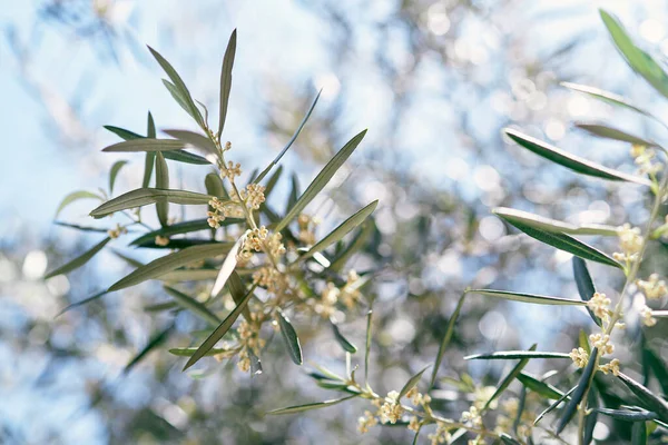 Ramas de olivos floreciendo con pequeñas flores amarillas — Foto de Stock
