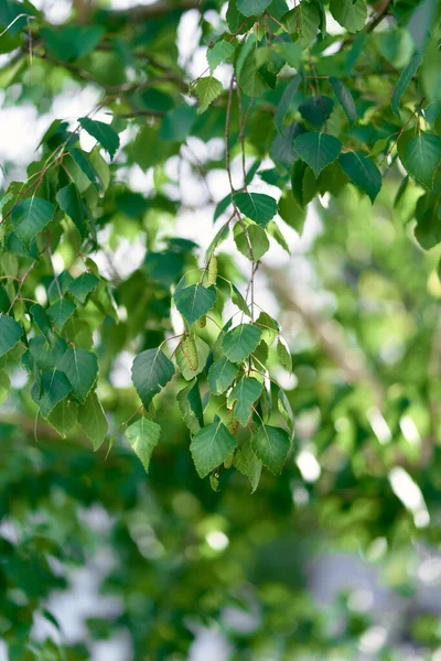 Birch catkins between green leaves on branches — Stock Photo, Image