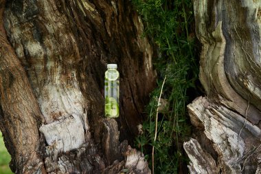 Yaşlı bir ağacın üzerinde bir şişe su duruyor.