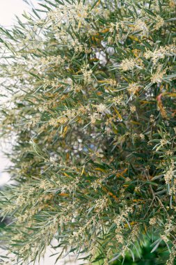 Sarı çiçekli zeytin ağacının yeşil dalları. Yakın plan.