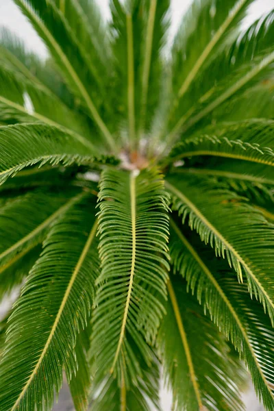 Data verde palma coroa close-up — Fotografia de Stock
