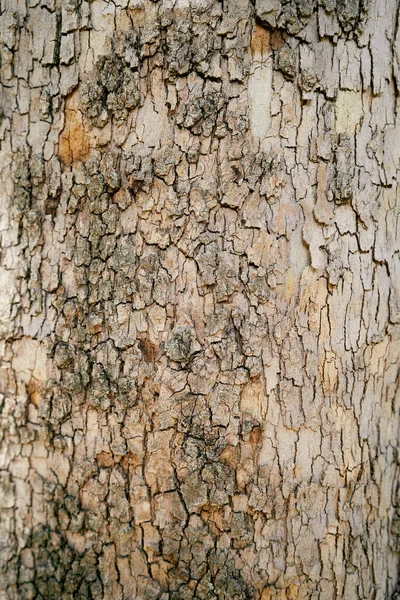 Yaşlı zeytin ağacının kahverengi kabuğu Yaklaş — Stok fotoğraf