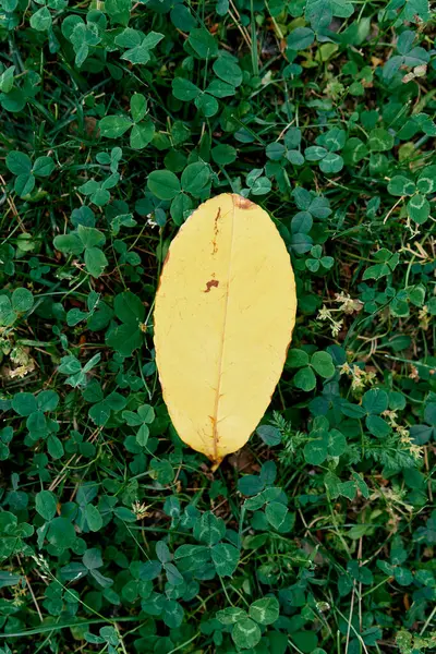 Daun kuning terletak pada semanggi hijau — Stok Foto