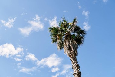 Bir hurma ağacının tepesinde, beyaz bulutlu mavi bir gökyüzüne karşı
